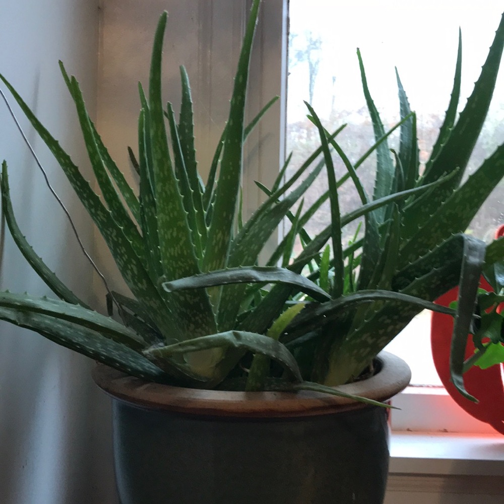 Meet your Posher, Emerald